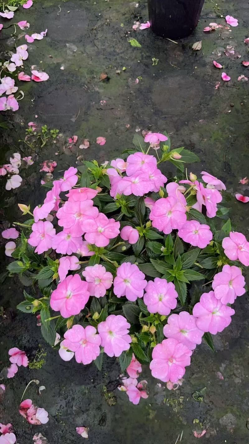 六月雪盆景规格齐全，花型美观适应性强一条龙服务