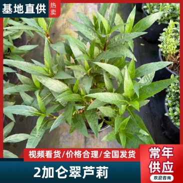 翠芦莉2加仑翠芦莉产地直发供应齐全量大从优欢迎采购
