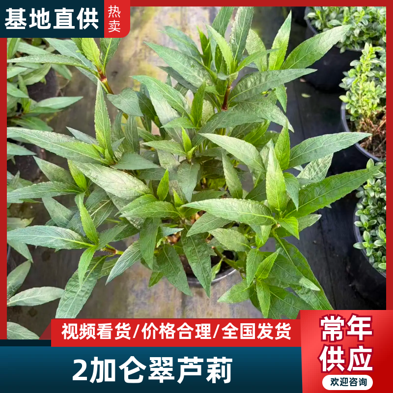 翠芦莉2加仑翠芦莉产地直发供应齐全量大从优欢迎采购