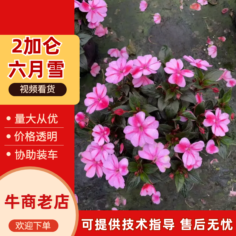 六月雪盆景规格齐全，花型美观适应性强一条龙服务