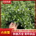 六月雪盆景规格齐全，花型美观适应性强一条龙服务