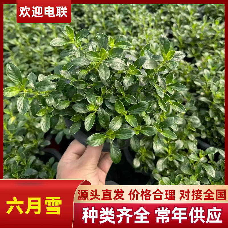 六月雪盆景规格齐全，花型美观适应性强一条龙服务
