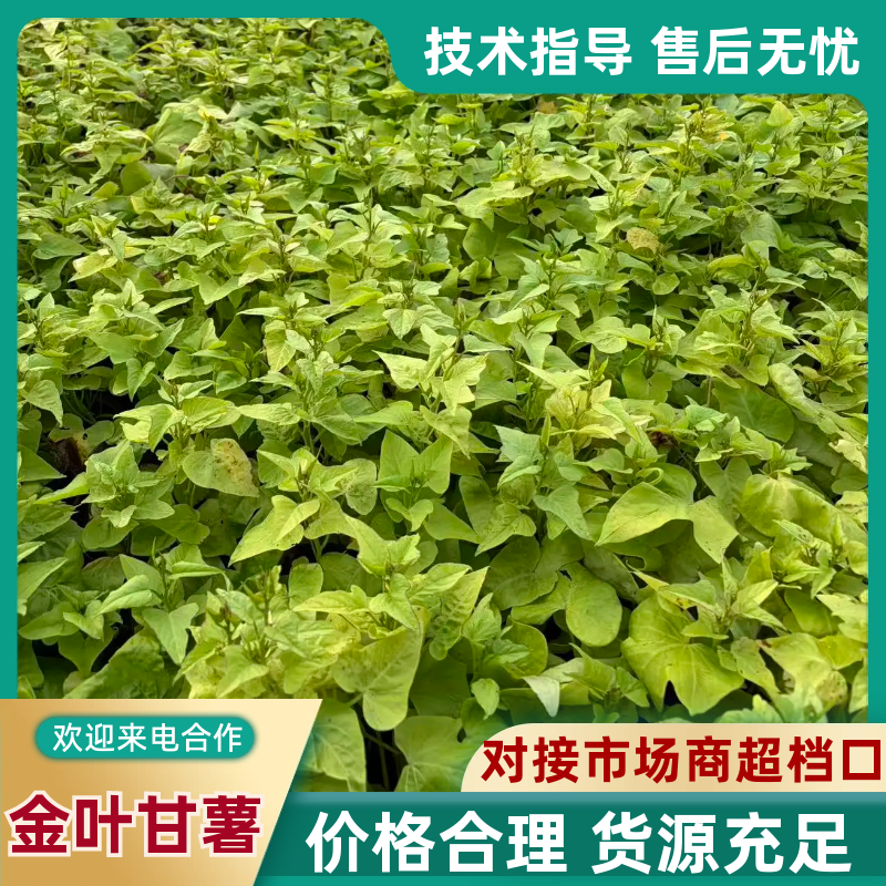 金叶甘薯，观叶植物盆花产地直发量大从优可对接全国客商