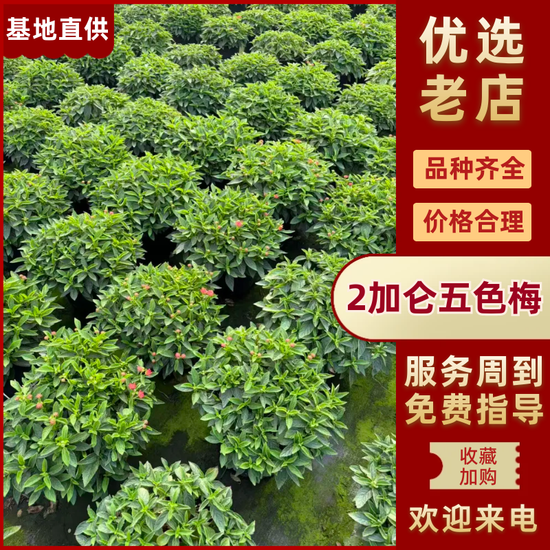 五色梅规格齐全产地直发量大从优可视频看货对接全国