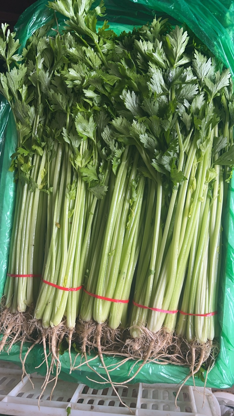 山东本地精品芹菜香芹/量大从优/产地直发/一手货源