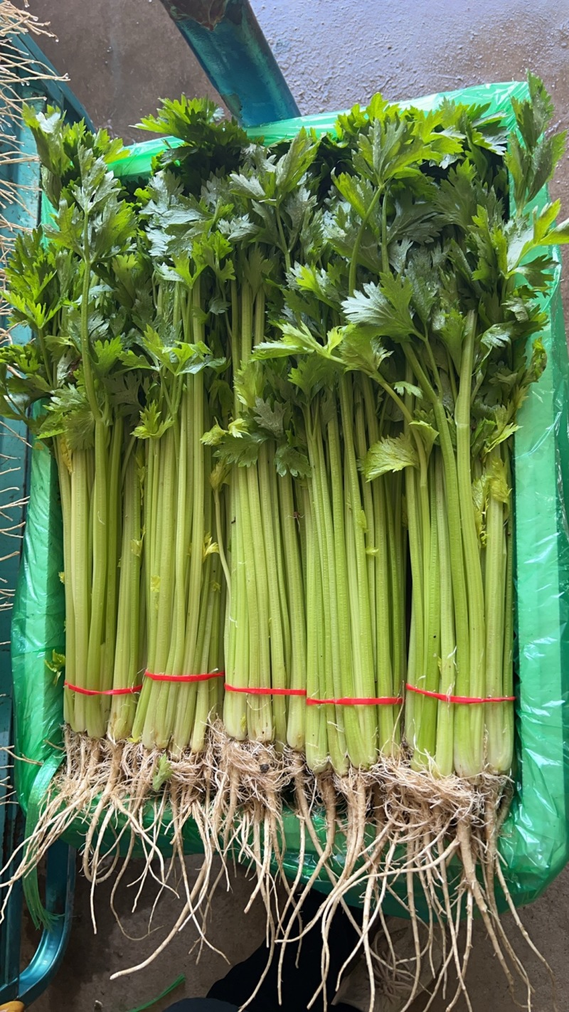 山东本地精品芹菜香芹/量大从优/产地直发/一手货源