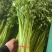 山东本地精品芹菜香芹/量大从优/产地直发/一手货源