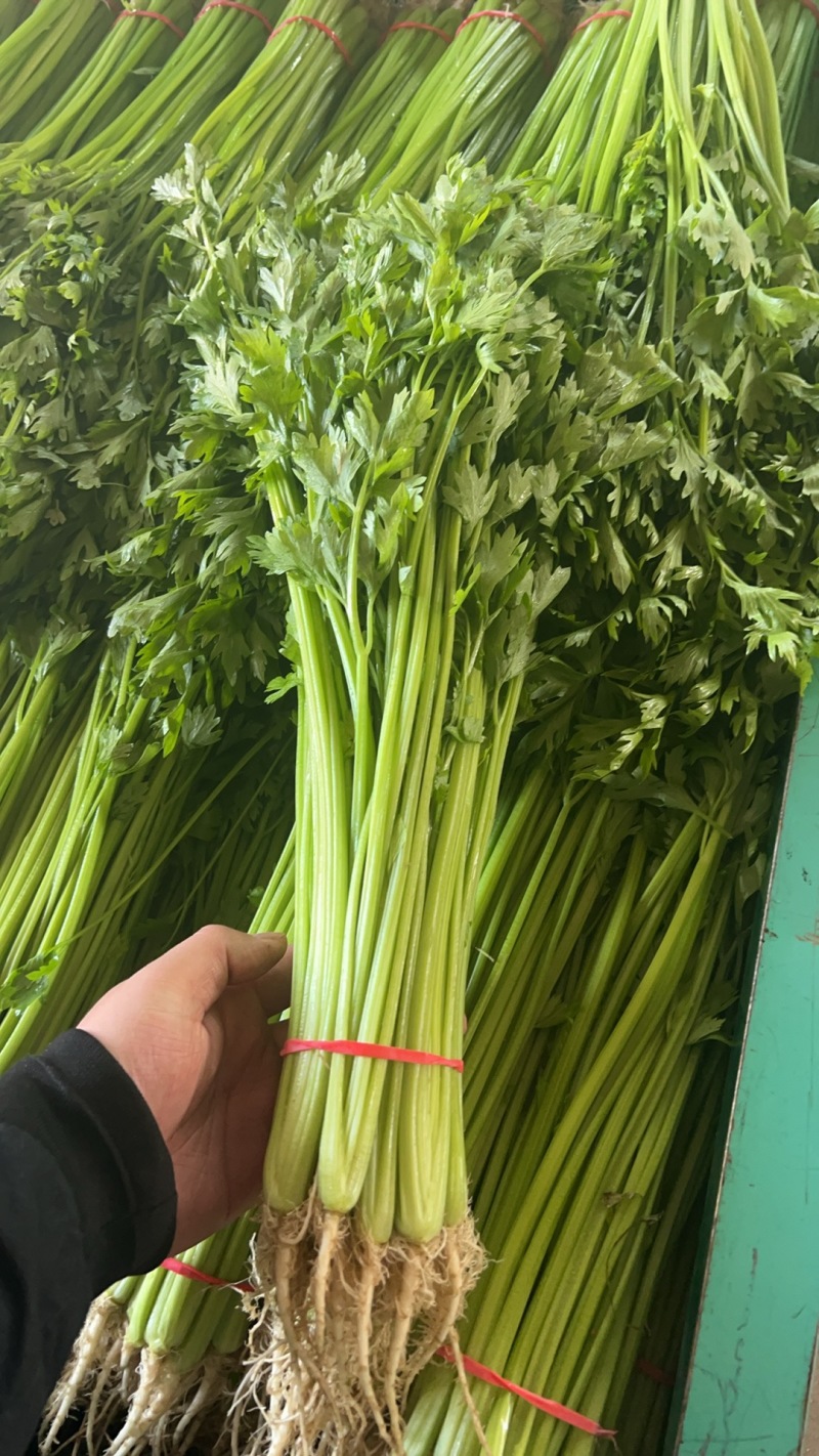山东本地精品芹菜香芹/量大从优/产地直发/一手货源