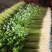 山东本地精品芹菜香芹/量大从优/产地直发/一手货源