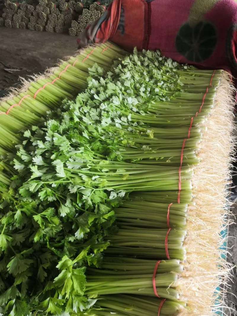山东本地精品芹菜香芹/量大从优/产地直发/一手货源