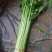 山东本地精品芹菜香芹/量大从优/产地直发/一手货源