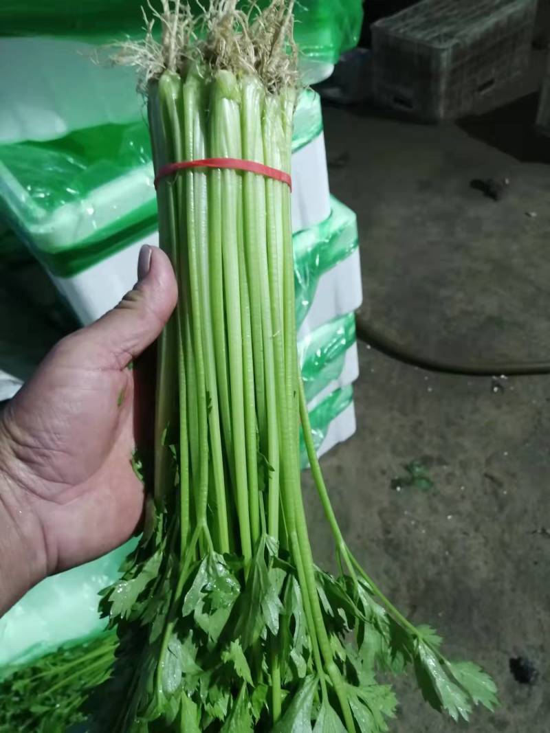 山东本地精品芹菜香芹/量大从优/产地直发/一手货源