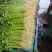 山东本地精品芹菜香芹/量大从优/产地直发/一手货源