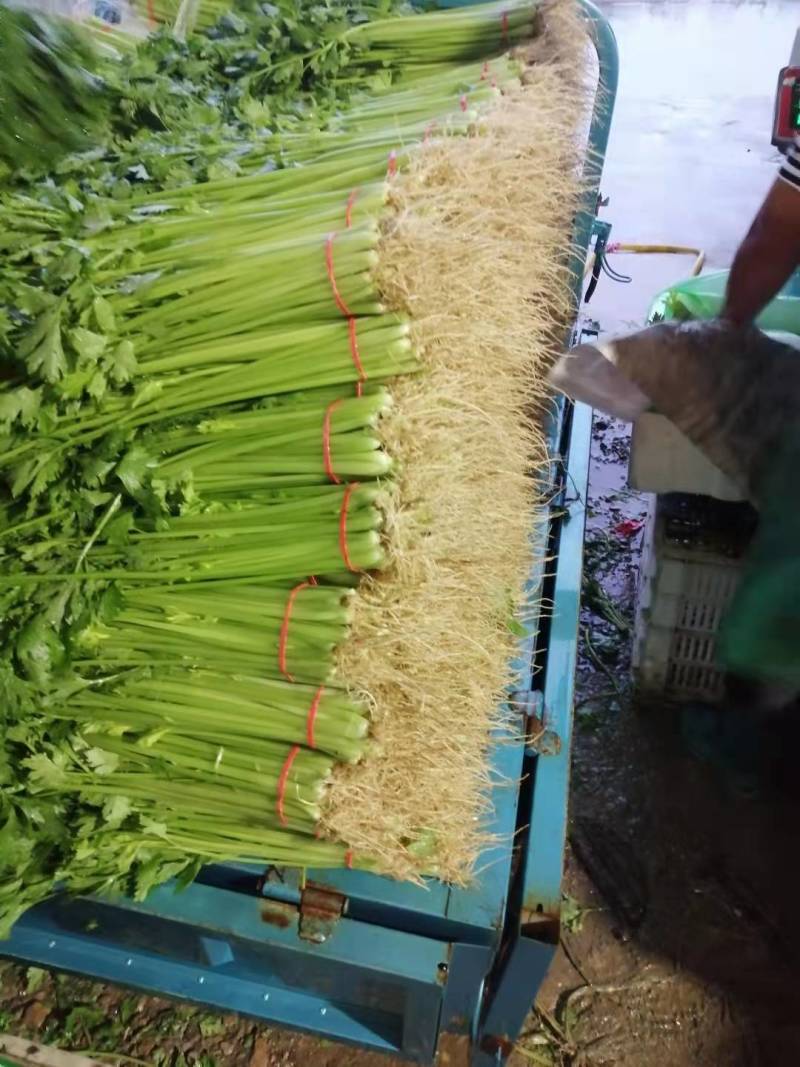 山东本地精品芹菜香芹/量大从优/产地直发/一手货源
