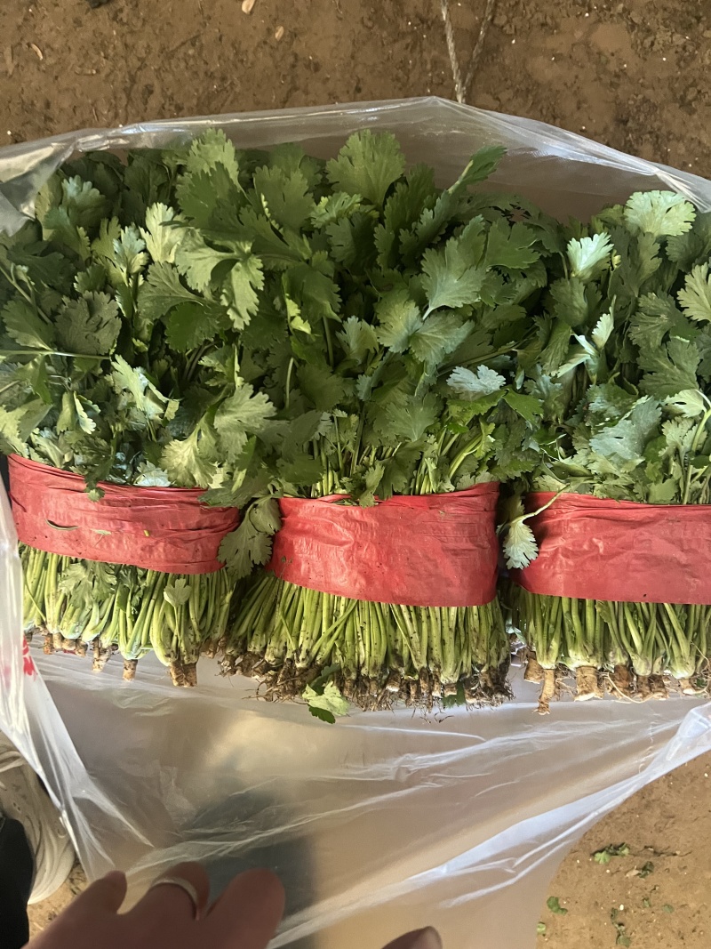 山东本地精品大叶香菜/量大价优/产地直发/一手货源