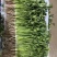 山东本地精品大叶香菜/量大价优/产地直发/一手货源