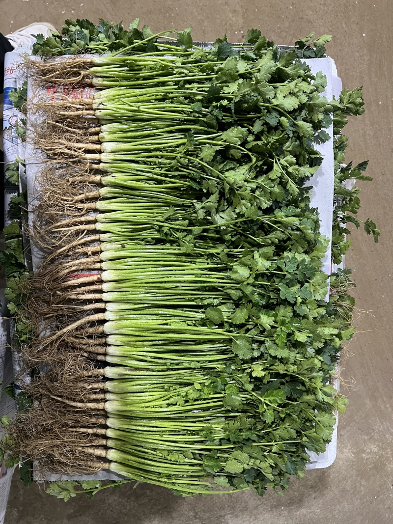 山东本地精品大叶香菜/量大价优/产地直发/一手货源