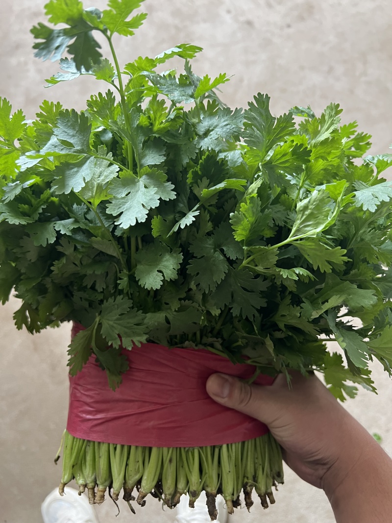 山东本地精品大叶香菜/量大价优/产地直发/一手货源