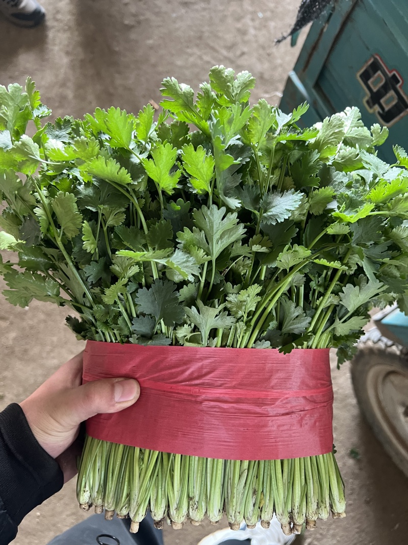 山东本地精品大叶香菜/量大价优/产地直发/一手货源