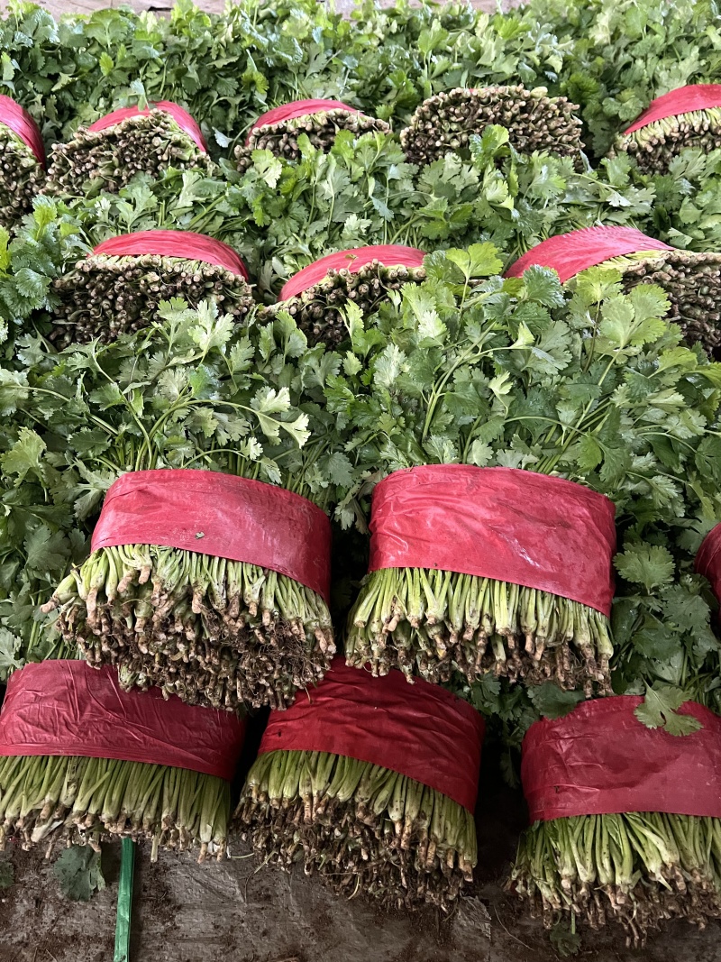 山东本地精品大叶香菜/量大价优/产地直发/一手货源