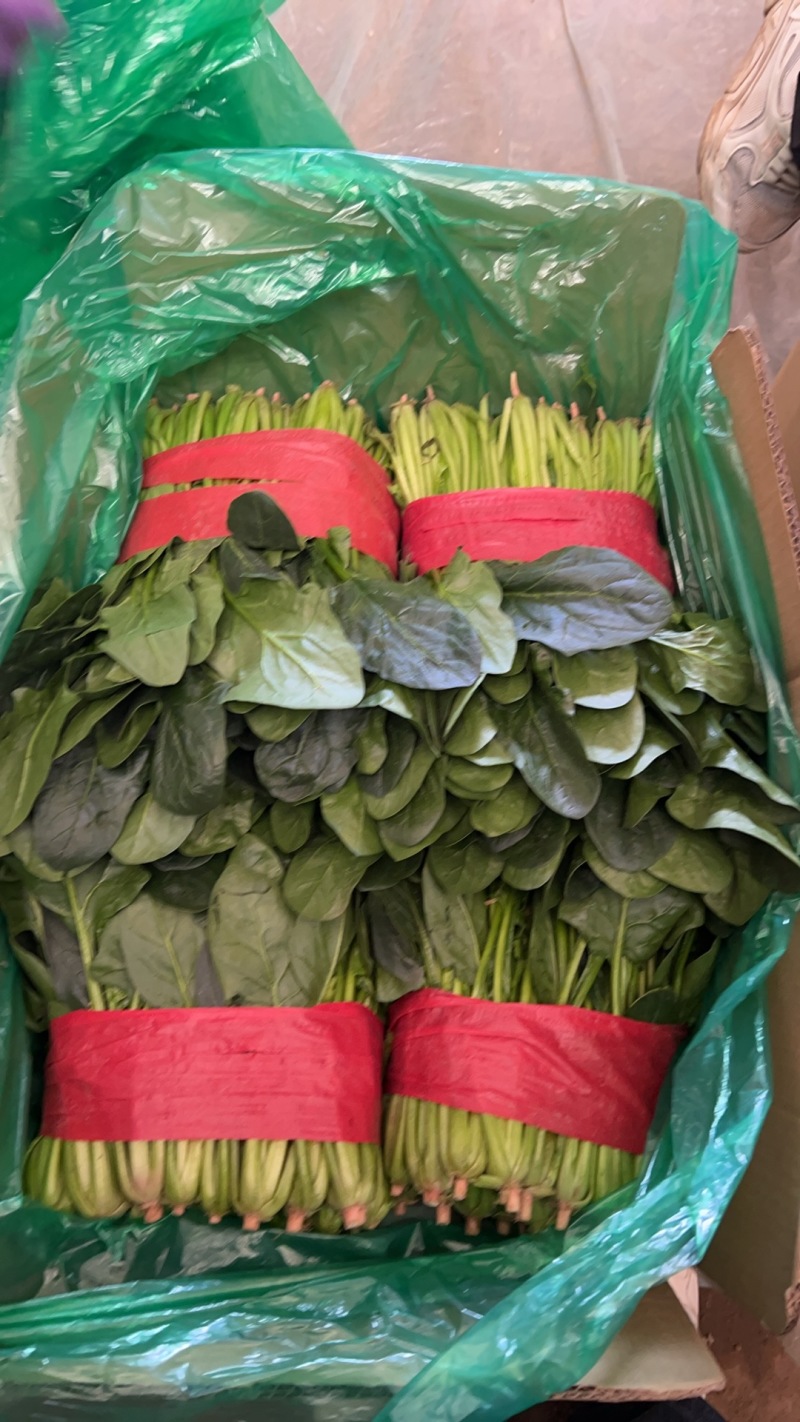 山东精品大叶菠菜/量大从优/产地直发/诚信经营