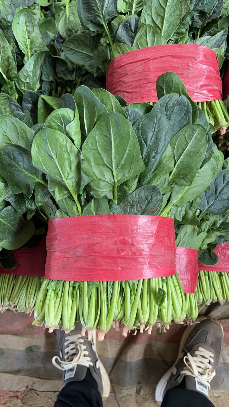 山东精品大叶菠菜/量大从优/产地直发/诚信经营