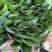 山东精品大叶菠菜/量大从优/产地直发/诚信经营