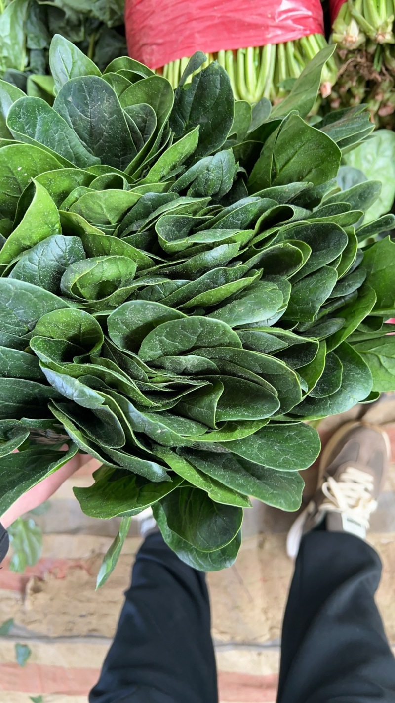 山东精品大叶菠菜/量大从优/产地直发/诚信经营