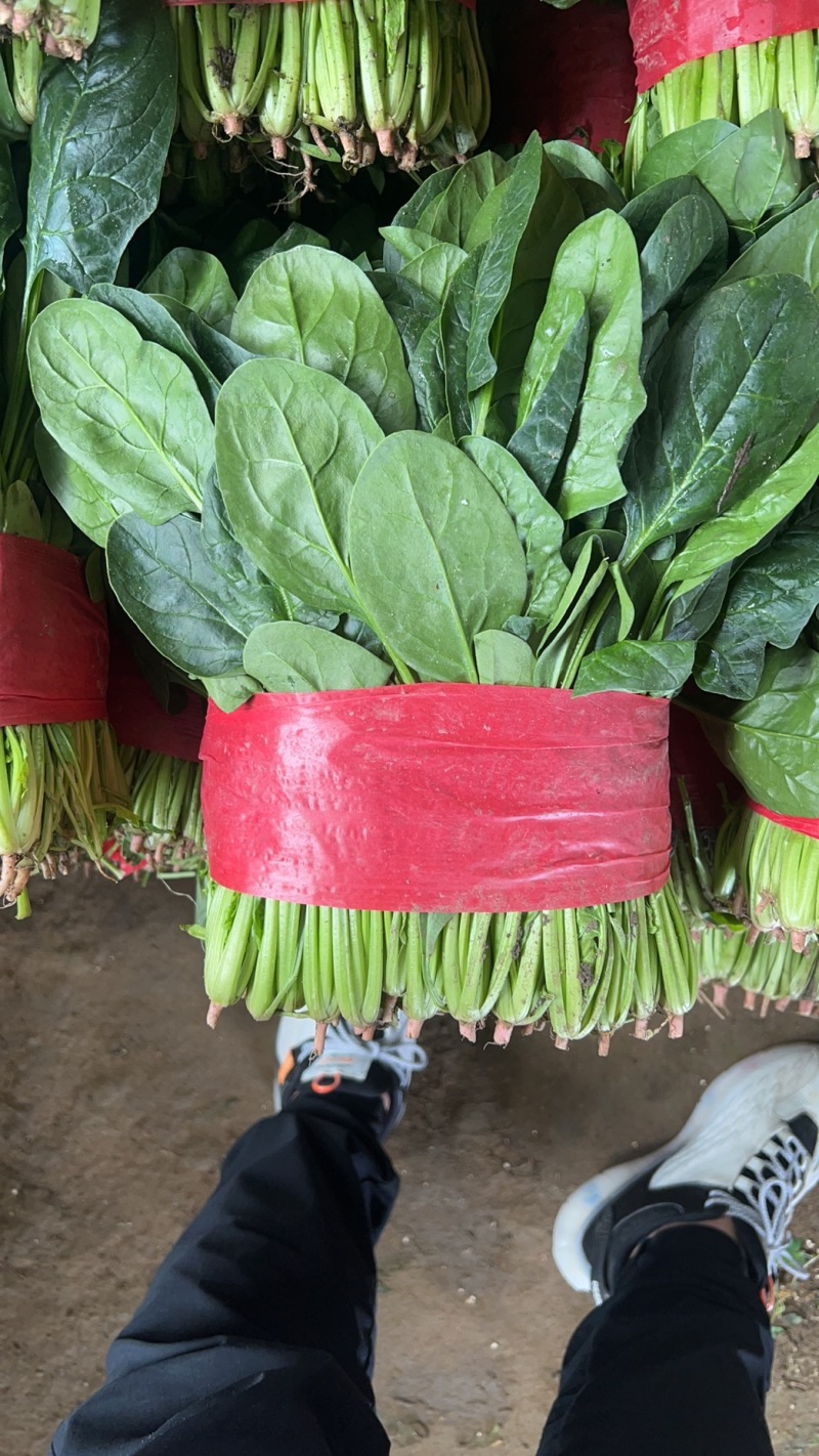 山东精品大叶菠菜/量大从优/产地直发/诚信经营