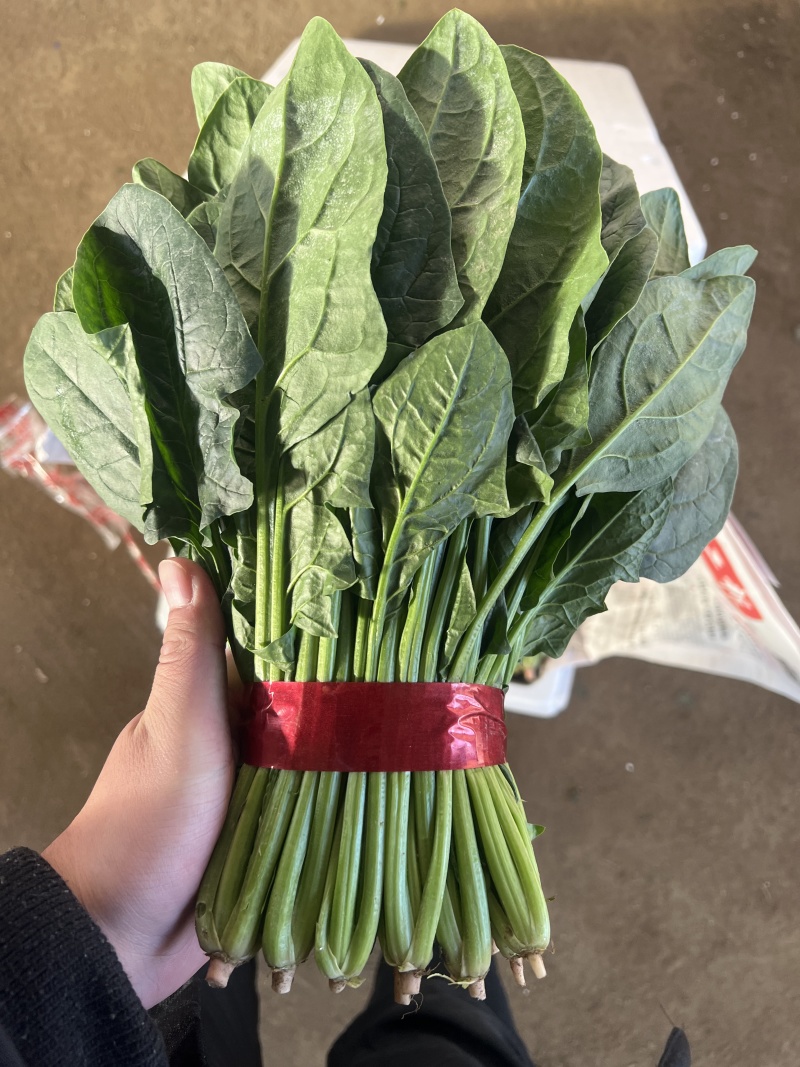 山东精品大叶菠菜/量大从优/产地直发/诚信经营