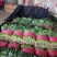 山东精品大叶菠菜/量大从优/产地直发/诚信经营