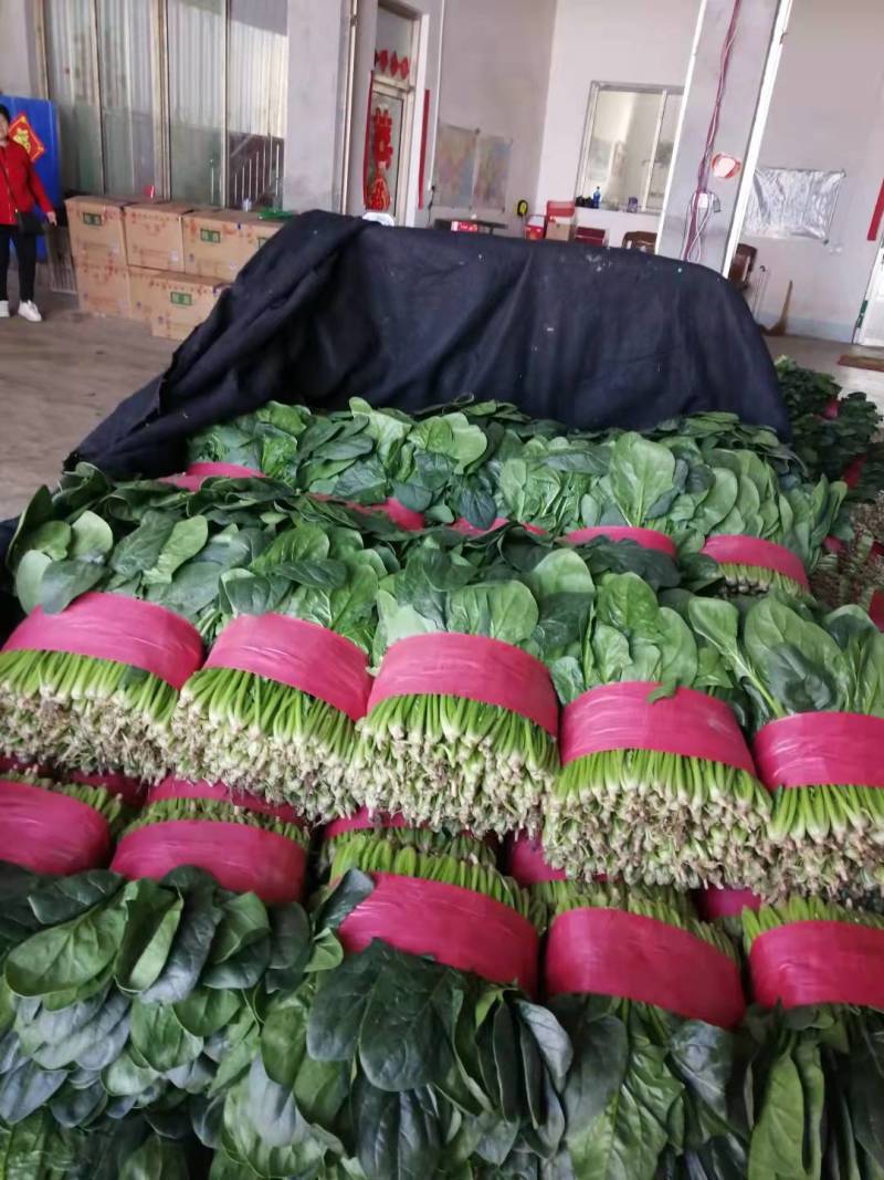 山东精品大叶菠菜/量大从优/产地直发/诚信经营
