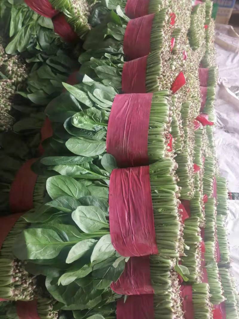 山东精品大叶菠菜/量大从优/产地直发/诚信经营