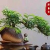 王小金的一亩田店铺