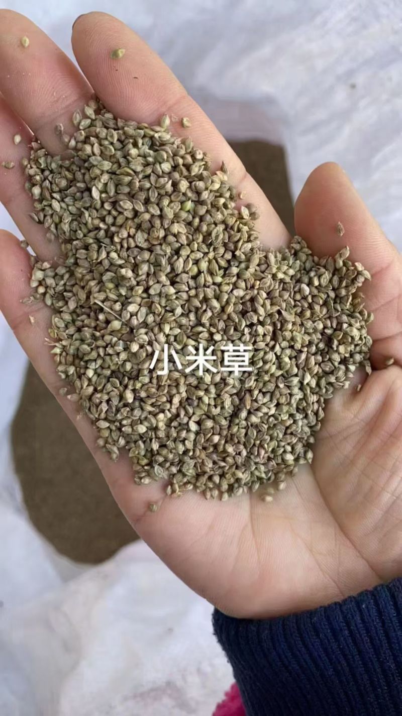 小米草种子草种籽养牛专用草种高产当季新种喂鸡鸭养鱼专用草