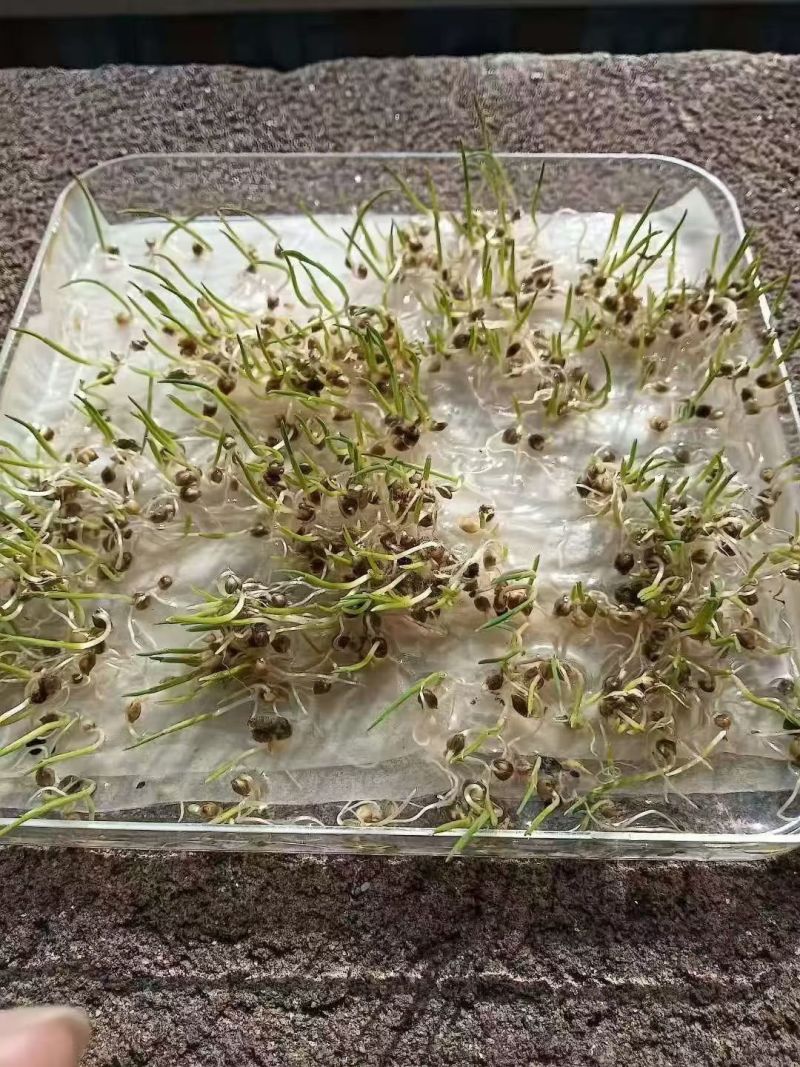 小米草种子草种籽养牛专用草种高产当季新种喂鸡鸭养鱼专用草