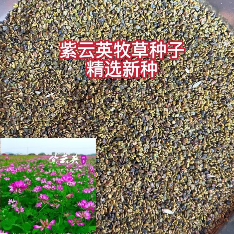 紫云英种子果园绿肥土壤改良花海景观养蜂蜜源植物秋播红花草