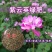 紫云英种子果园绿肥土壤改良花海景观养蜂蜜源植物秋播红花草