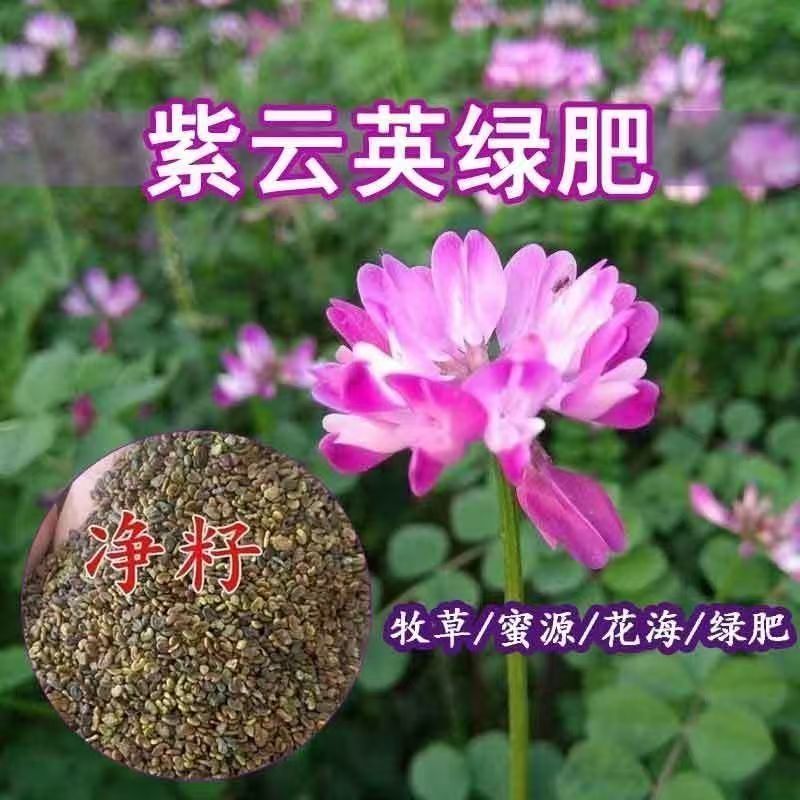紫云英种子果园绿肥土壤改良花海景观养蜂蜜源植物秋播红花草
