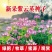 紫云英种子果园绿肥土壤改良花海景观养蜂蜜源植物秋播红花草