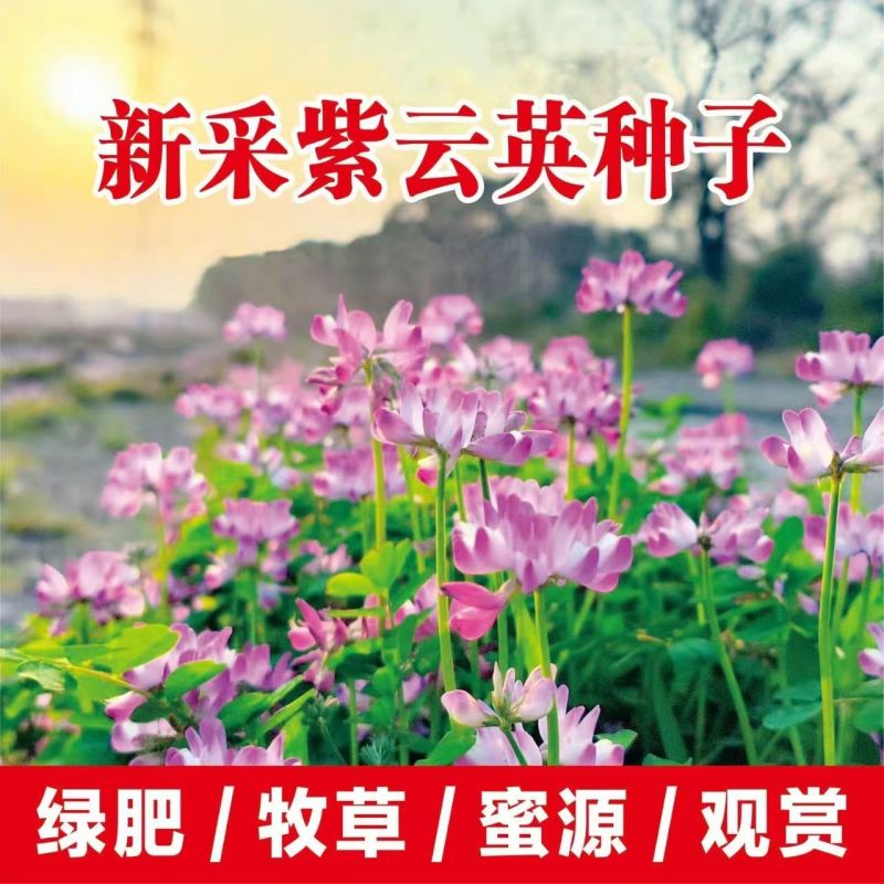 紫云英种子果园绿肥土壤改良花海景观养蜂蜜源植物秋播红花草