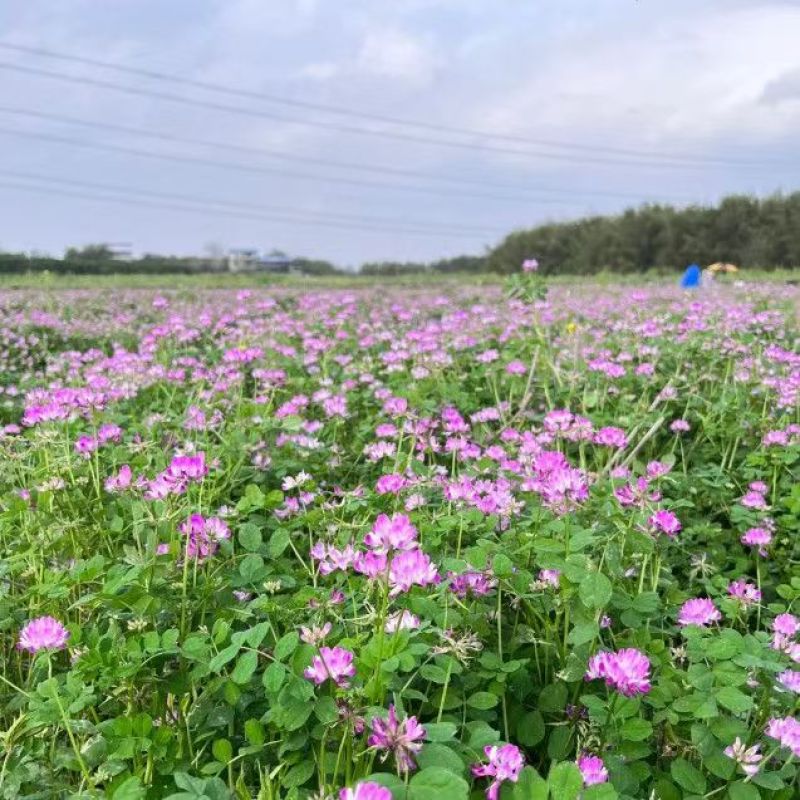 紫云英种子果园绿肥土壤改良花海景观养蜂蜜源植物秋播红花草