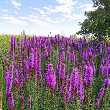 蛇鞭菊种子春秋播种观花多年生景观绿化花籽切花花卉草花