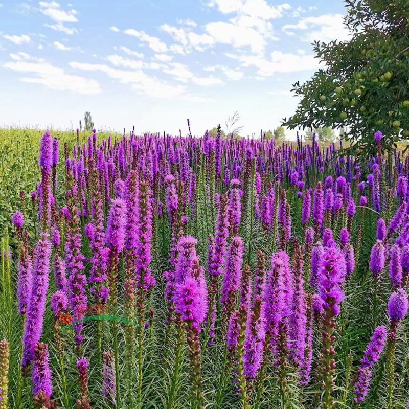 蛇鞭菊种子春秋播种观花多年生景观绿化花籽切花花卉草花