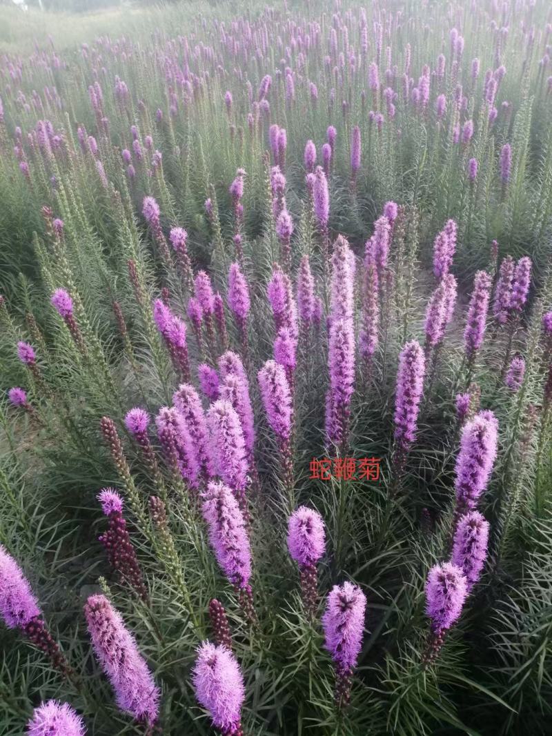 蛇鞭菊种子春秋播种观花多年生景观绿化花籽切花花卉草花