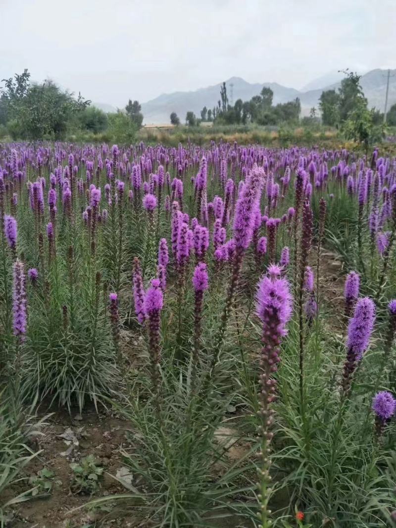蛇鞭菊种子春秋播种观花多年生景观绿化花籽切花花卉草花