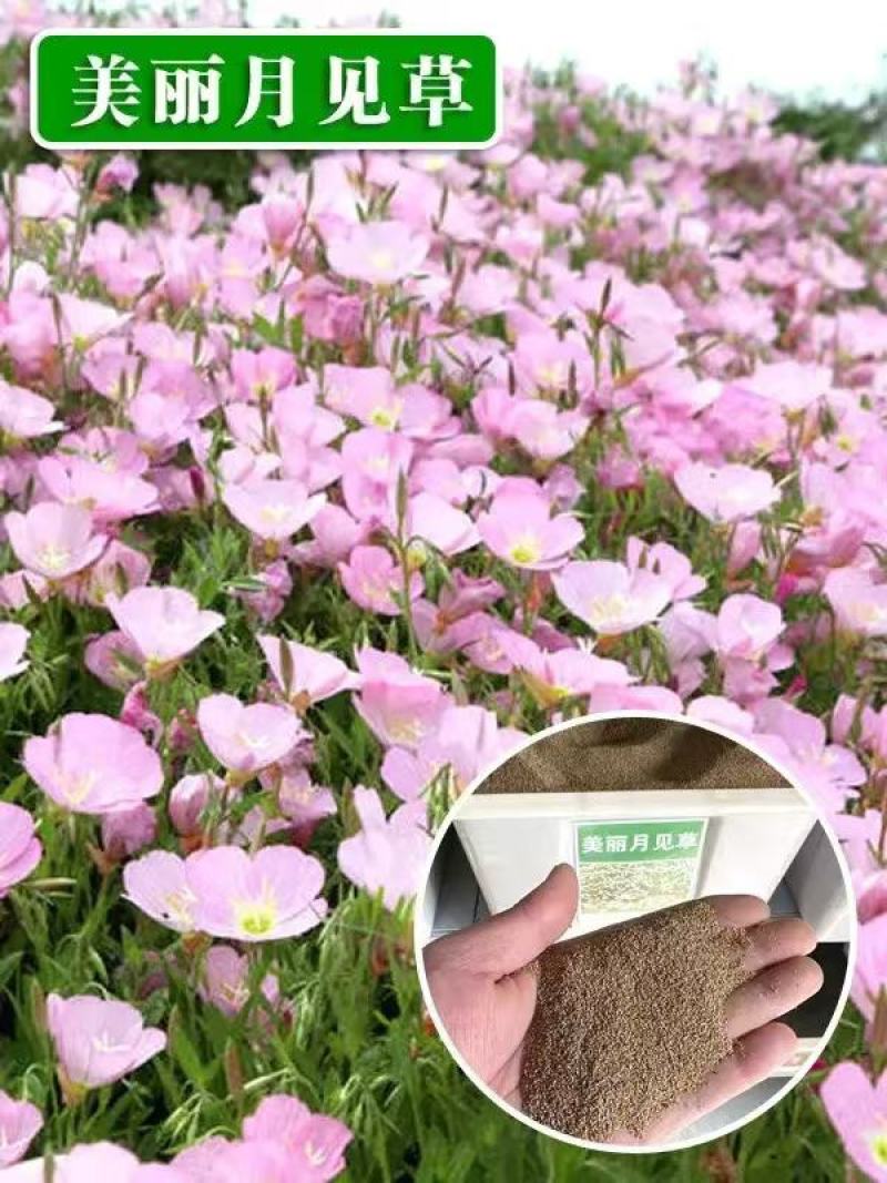 美丽月见草种子多年开花耐寒草坪四季开花新种易种易活花籽阳