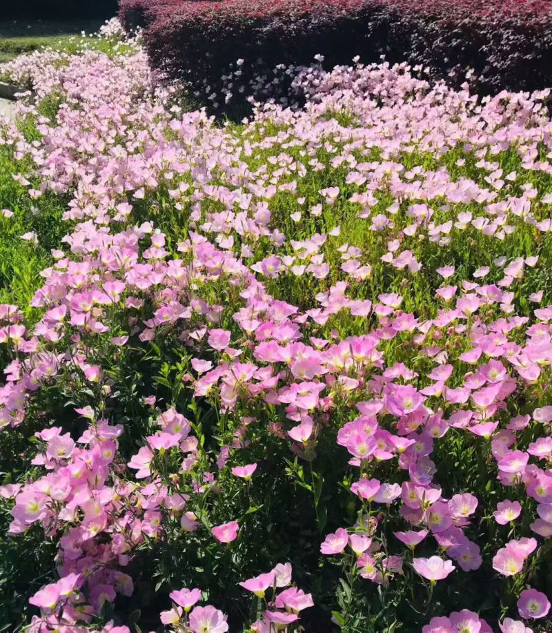美丽月见草种子多年开花耐寒草坪四季开花新种易种易活花籽阳