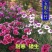 混色五彩石竹种子四季盆栽室外花卉四季开花庭院常夏石竹种