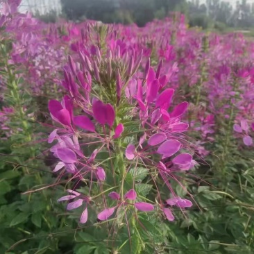 醉蝶花种耐热耐高温易养活花海地栽花园